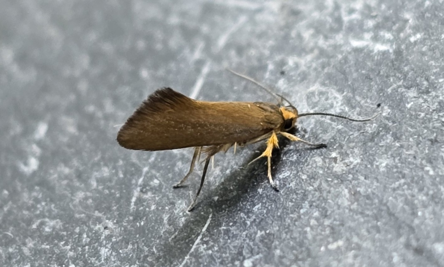 Photo of Golden-brown Tubic (Crassa unitella)